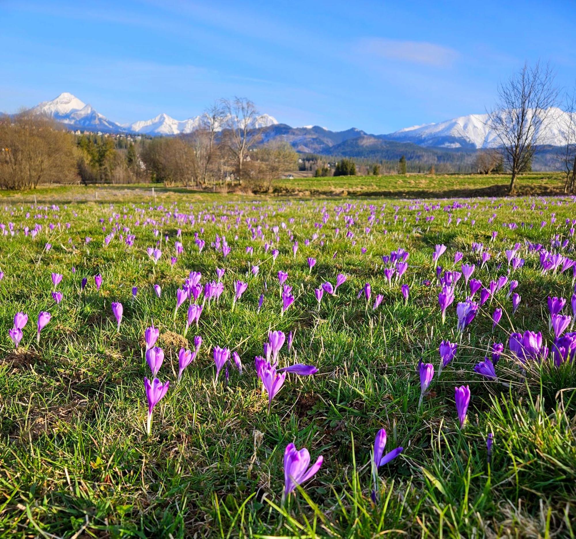 Goralska Chatka 3 Highland Cottage - Jacuzzi, Sauna, Split Ac, Private Parking, Mountains View Chalet