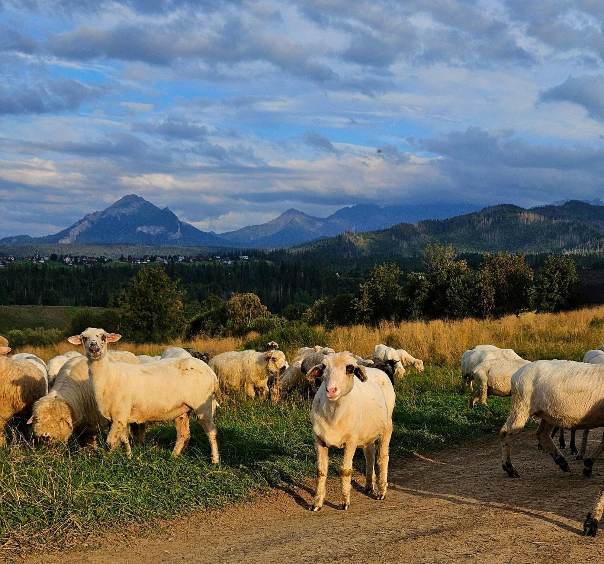 Domek alpejski Góralska Chatka z Balią w Zakopanem Zakopane
