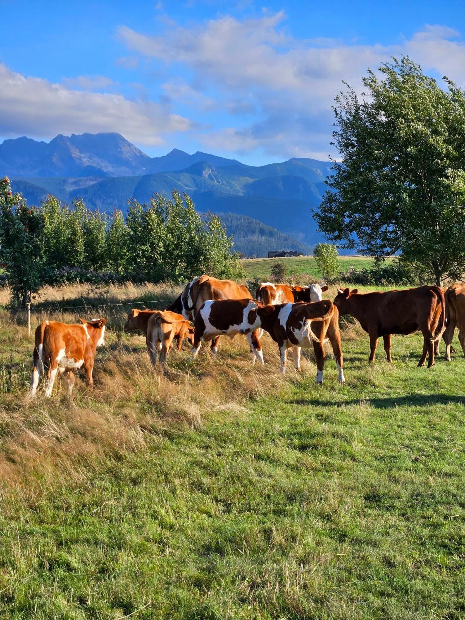 Goralska Chatka 3 Highland Cottage - Jacuzzi, Sauna, Split Ac, Private Parking, Mountains View Chalet *